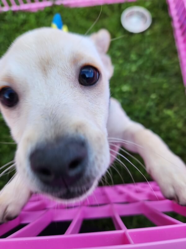 Canine Carnival 5
