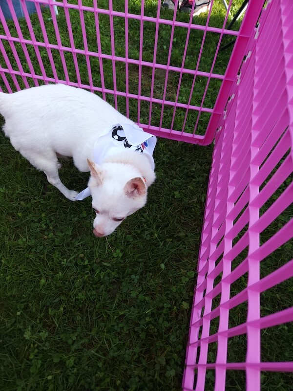 Canine Carnival 6