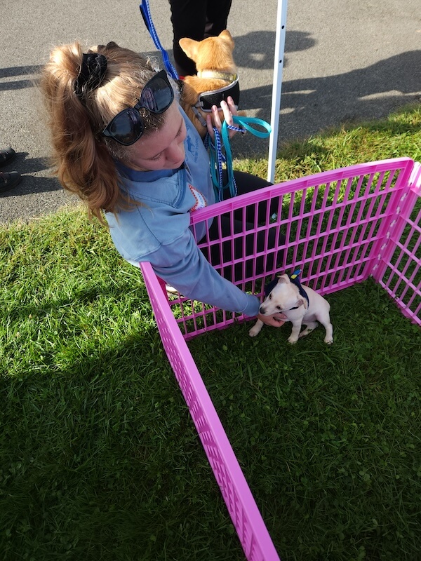 Canine Carnival 7